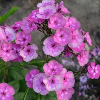 Флокс Phlox paniculatа ‘Magic Blue’